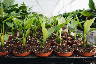 Peat free plants are changing the houseplant industry