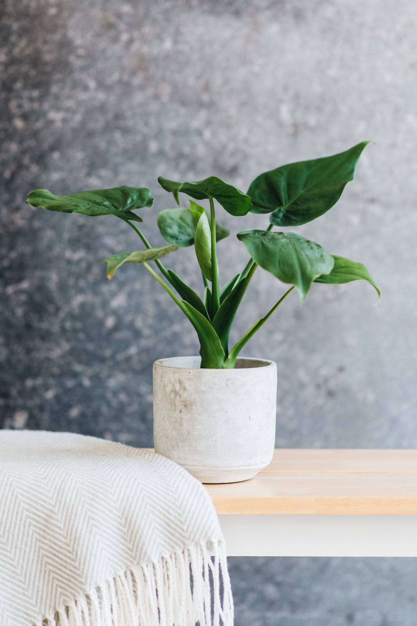 Plant Care Hooded Dwarf Elephant Ear Geb & Green