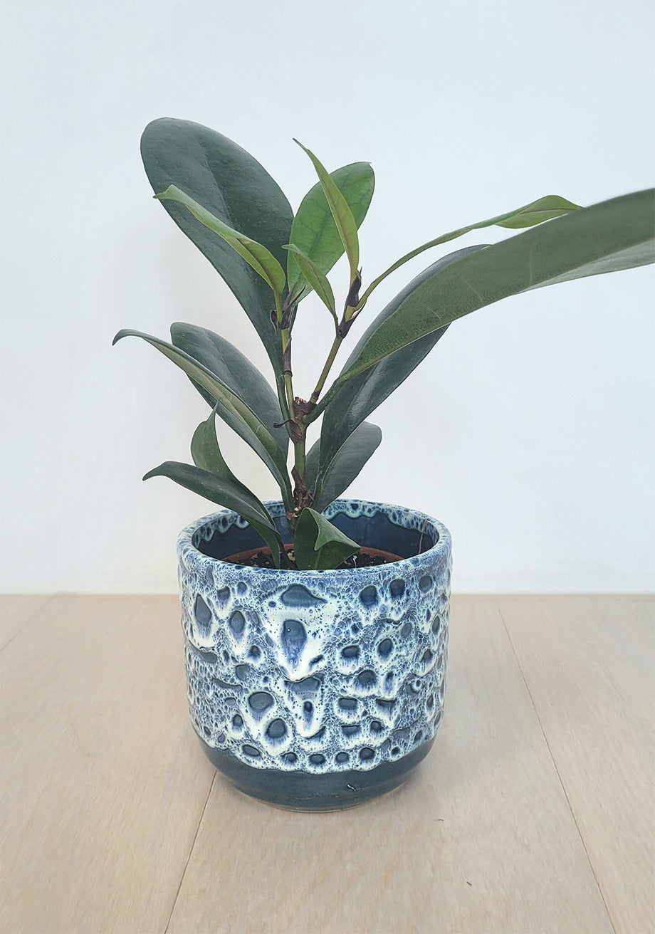 african fig house plant African Fig