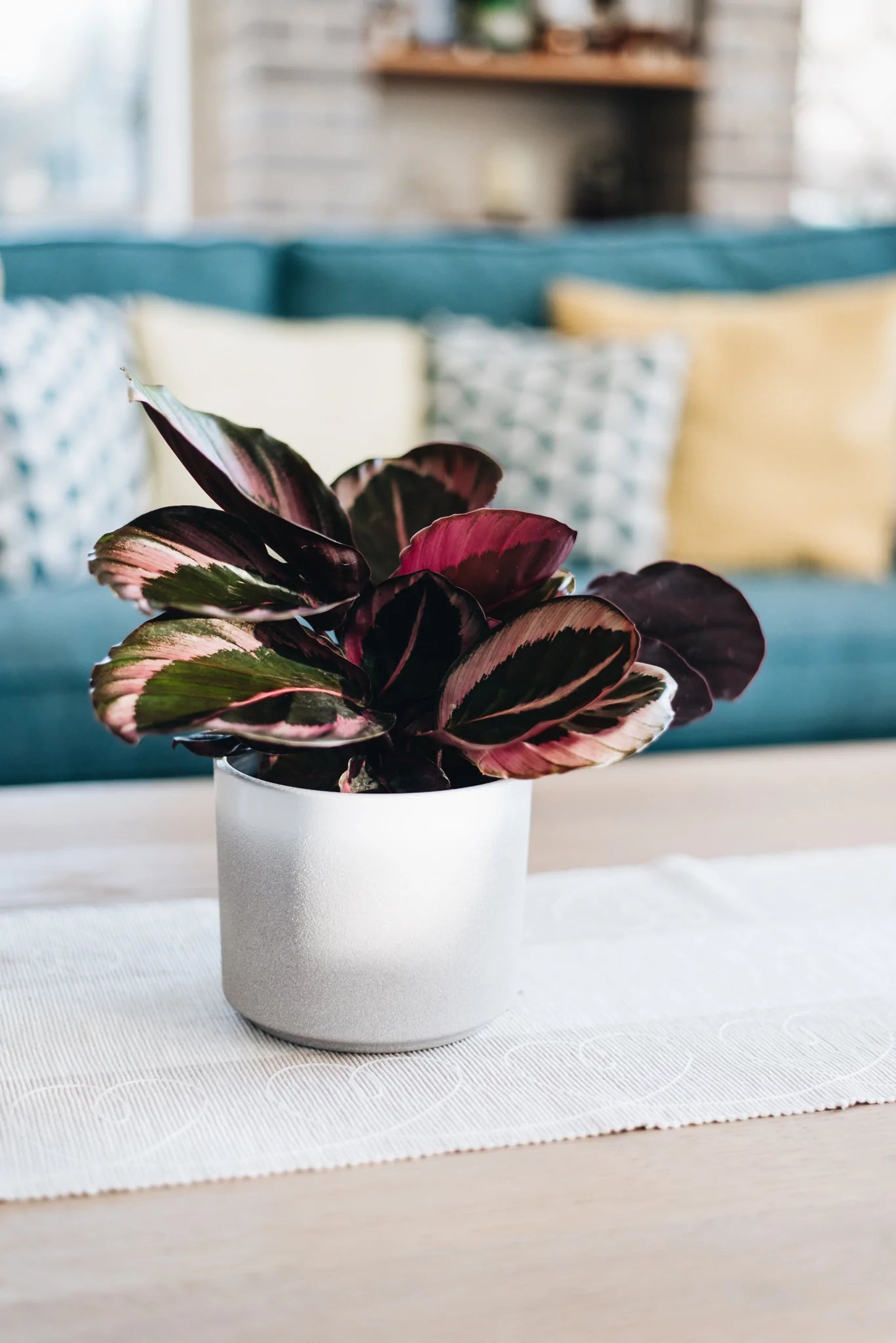 Calathea Princess Jessie  Geb & Green
