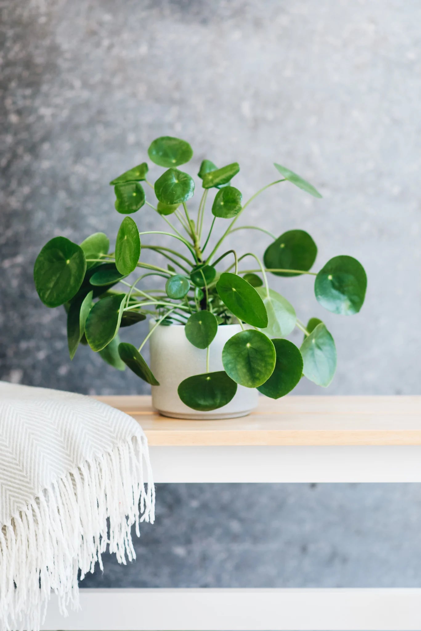 Chinese Money Plant