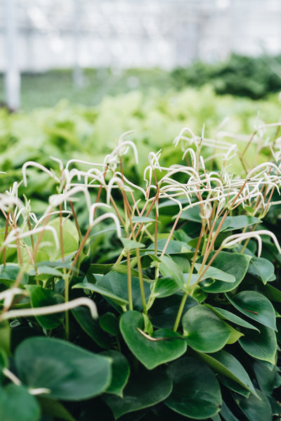 An introduction to peat free houseplants