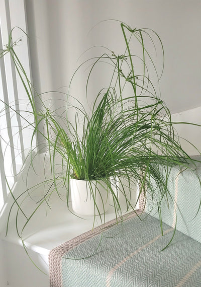 Plant Care - Cat Grass