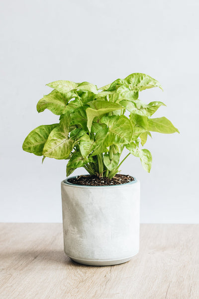 Plant Care - Syngonium Golden