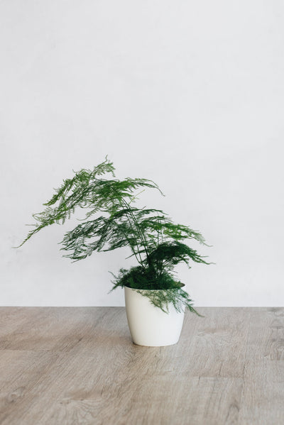 Plant Care - Lace Fern