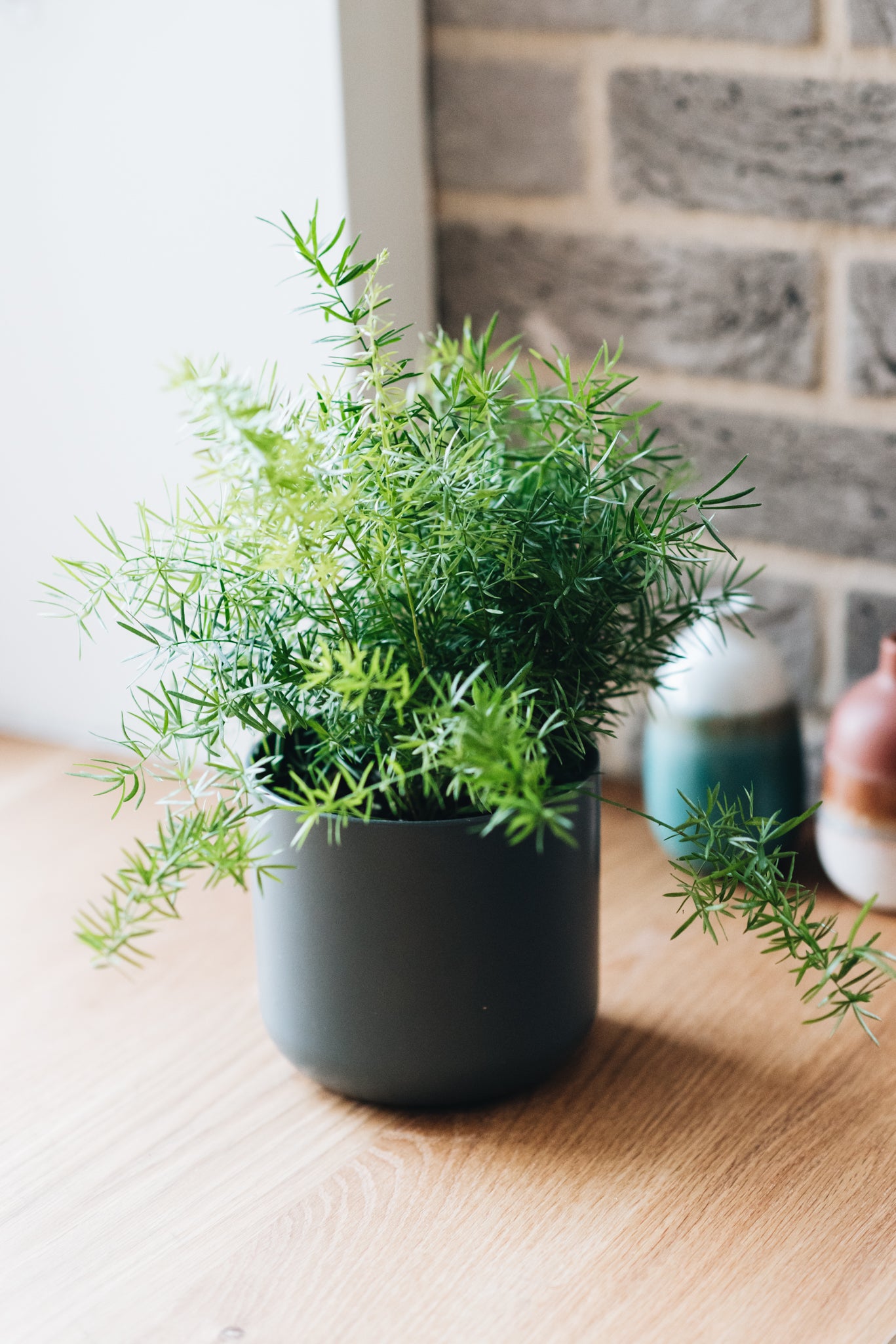 Plant Care - Emerald Fern – Geb & Green
