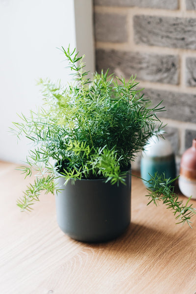 Plant Care - Emerald Fern