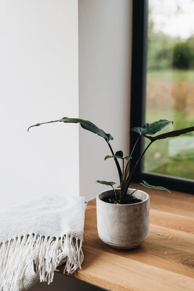 Plant Care - Alocasia Purple Sword