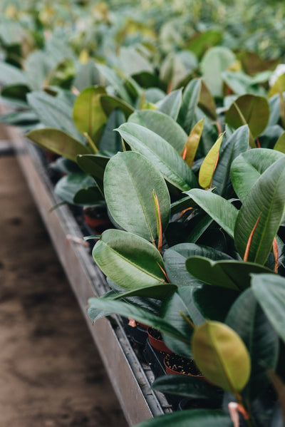 Plant Care - Ficus Robusta Rubber Plant