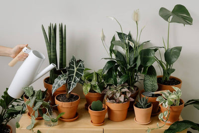 Top tips for maintaining healthy peat free houseplants