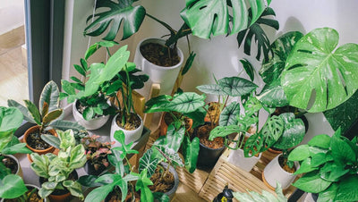 Why and When to Fertilise Your Houseplants