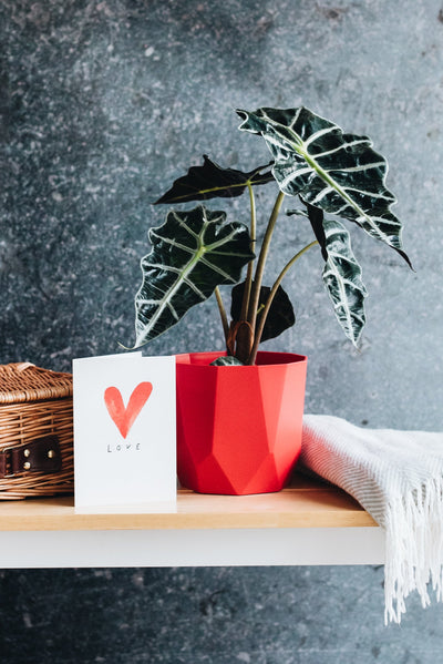 Houseplants for Valentine's Day Gifts