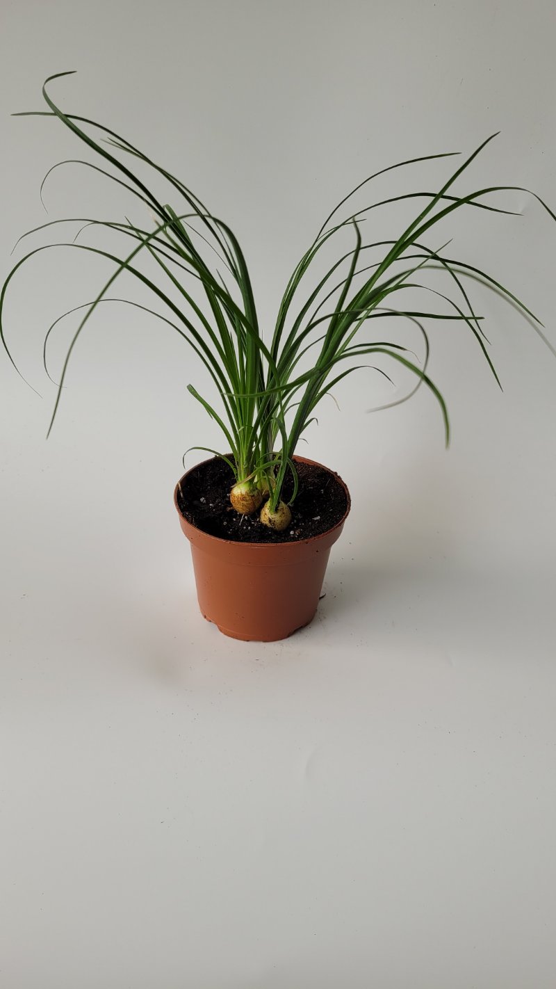 mini ponytail palm Ponytail Palm