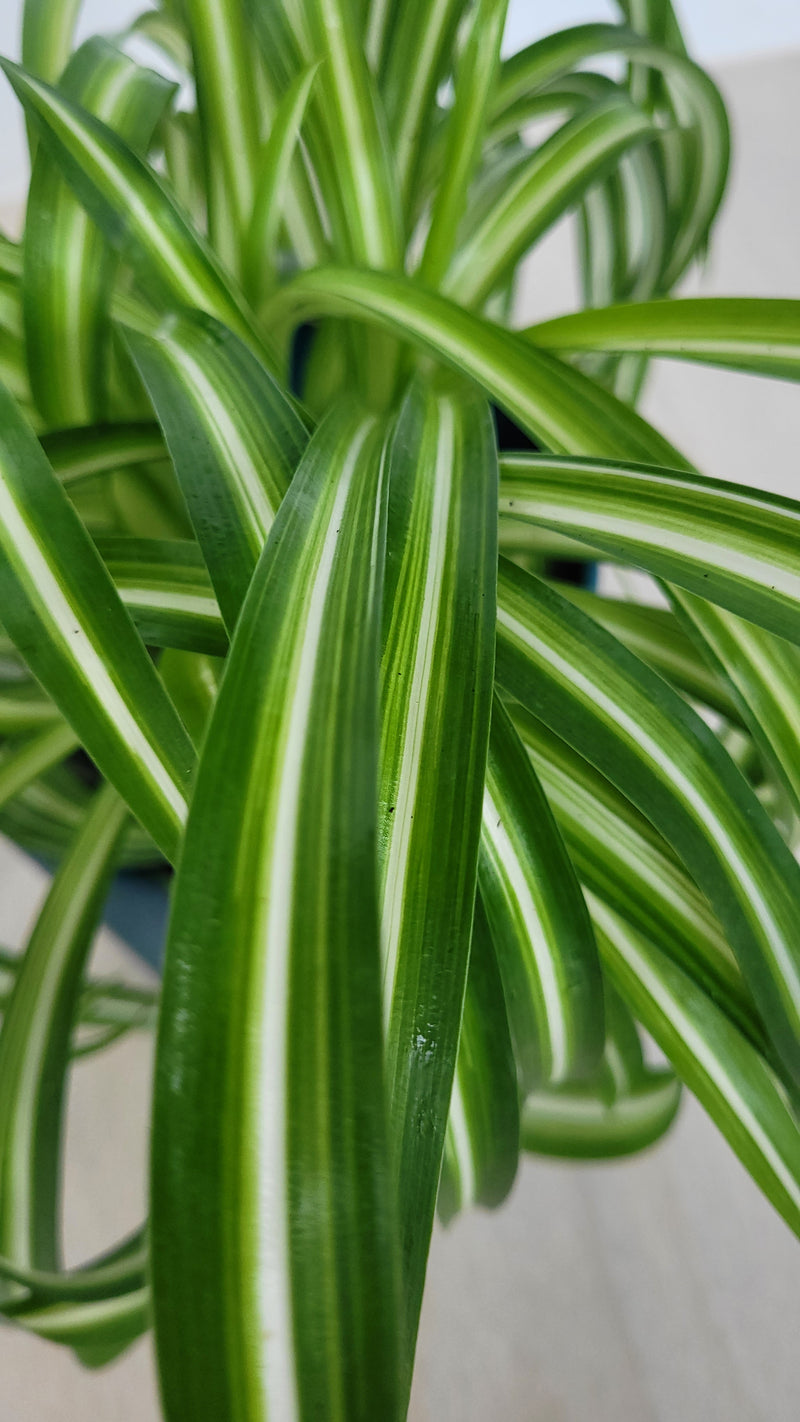 house plants with curly leaves Curly Spider Plant