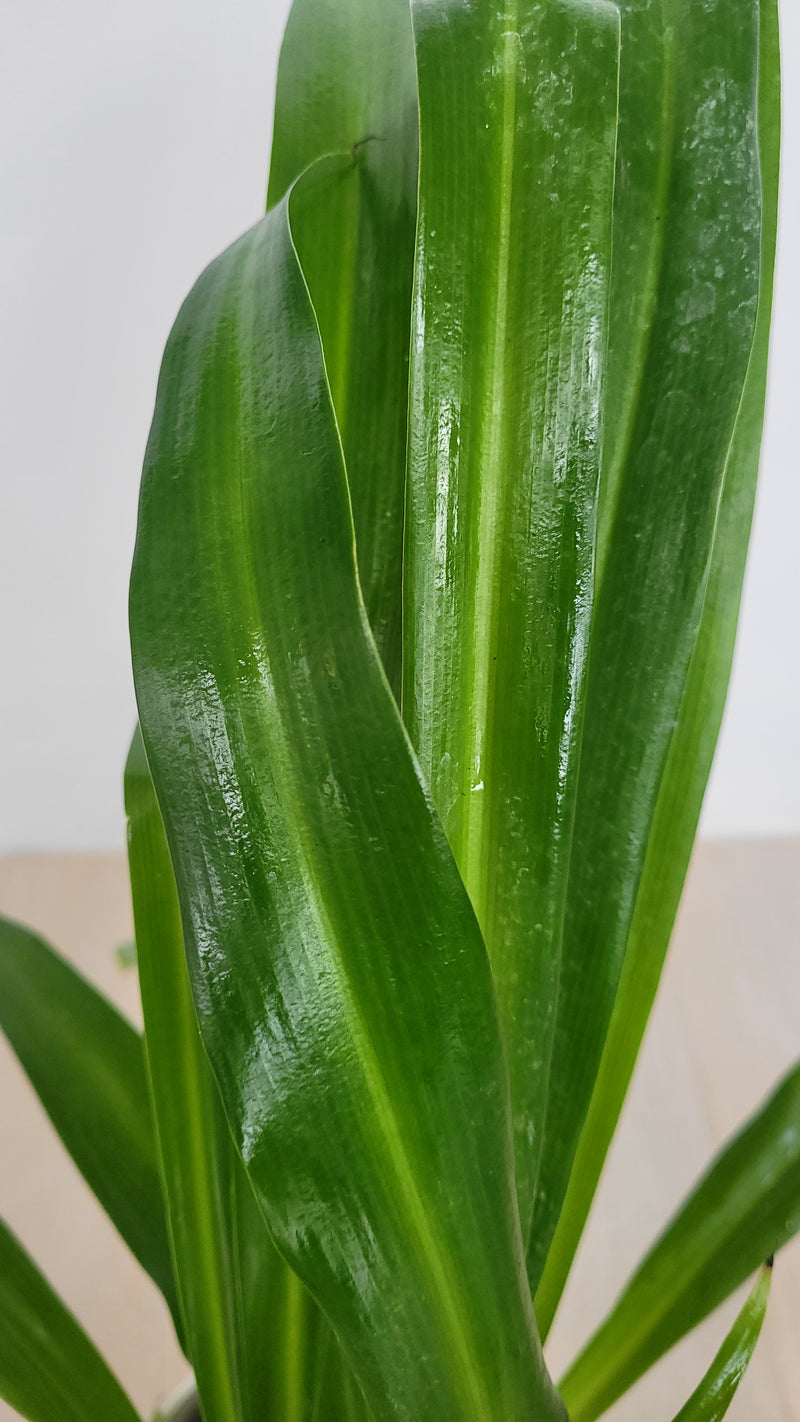 Lemon Spider Plant close up