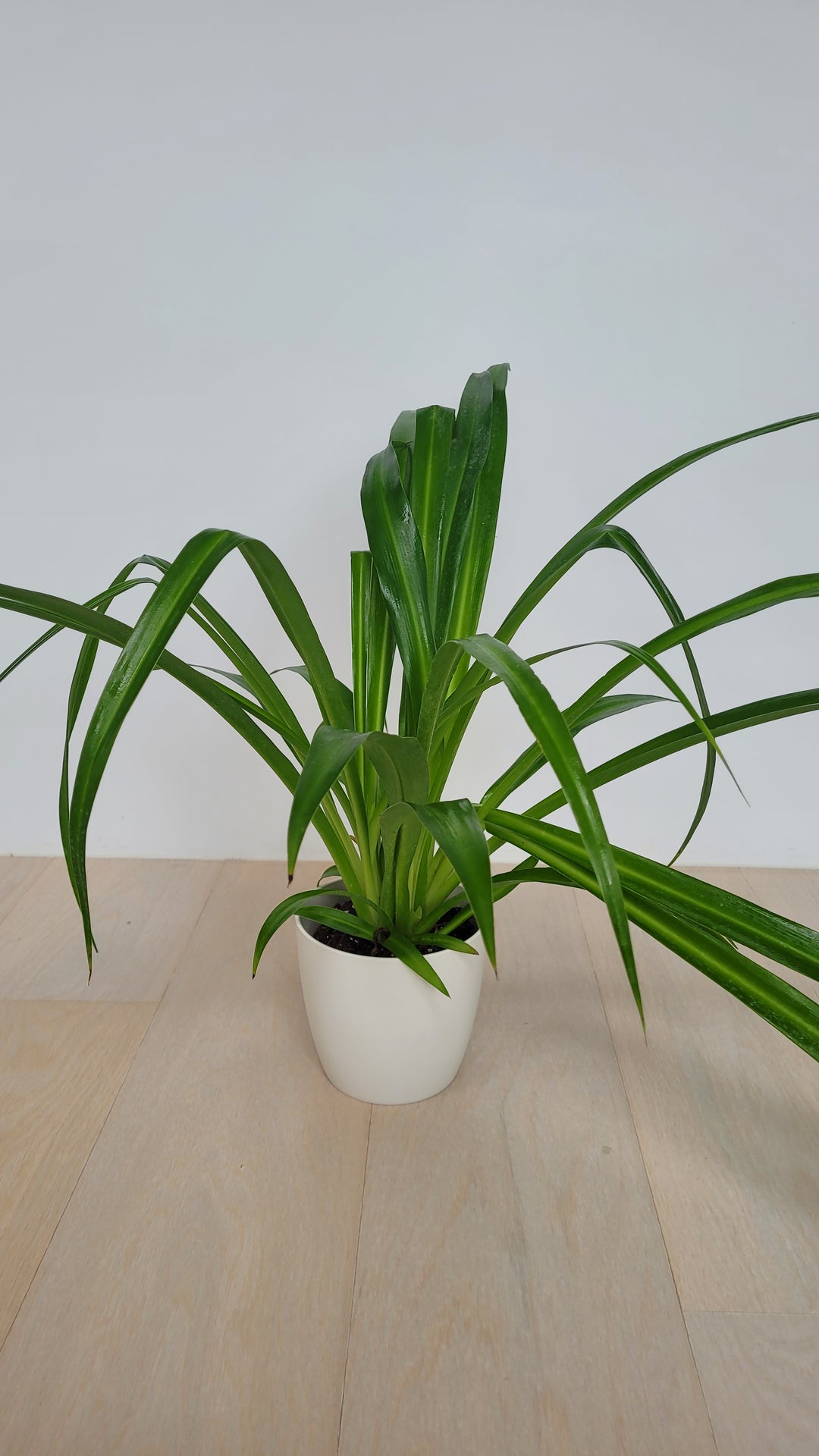 lemon spider plant Lemon Spider Plant