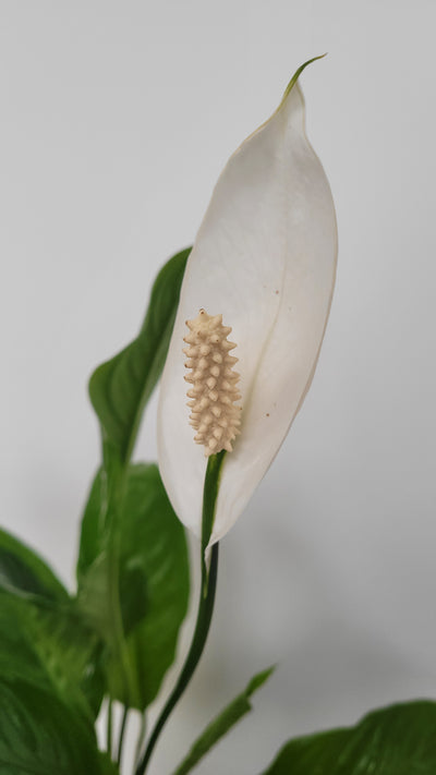 Peace Lily close up