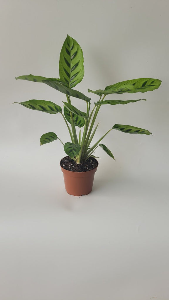 Calathea leopardina – Geb & Green