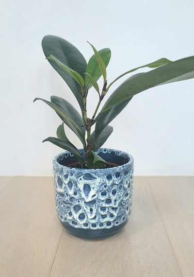 African Fig peat free houseplant