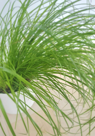 Cat Grass sustainable potted houseplant