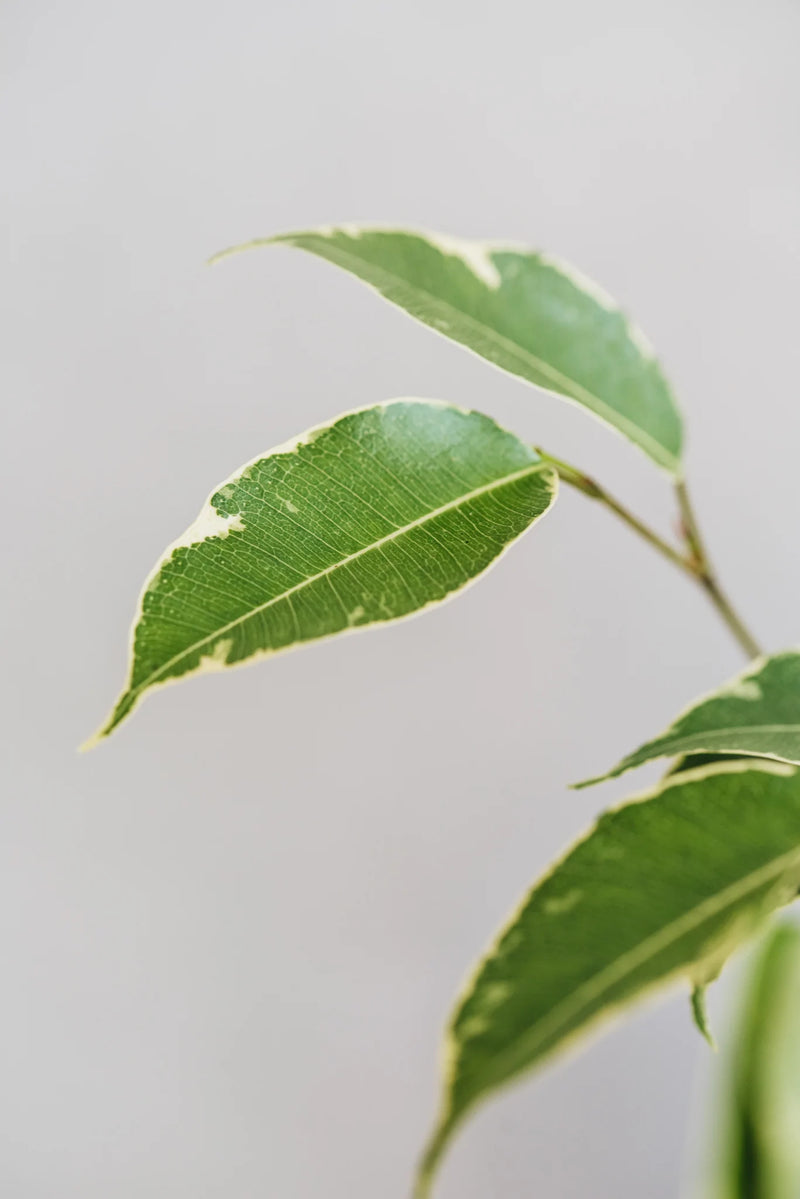 Closeup of Varigated Weeping Fig leaves