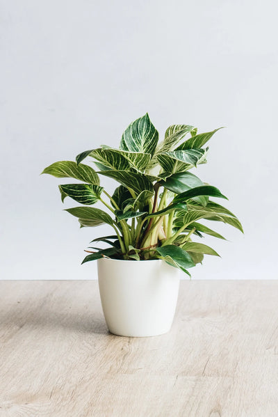 Philodendron Zebra sustainable potted houseplant