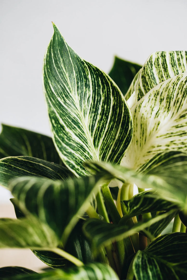 Philodendron Zebra – Geb & Green