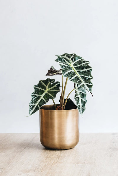 Alocasia Polly sustainable houseplant in copper pot