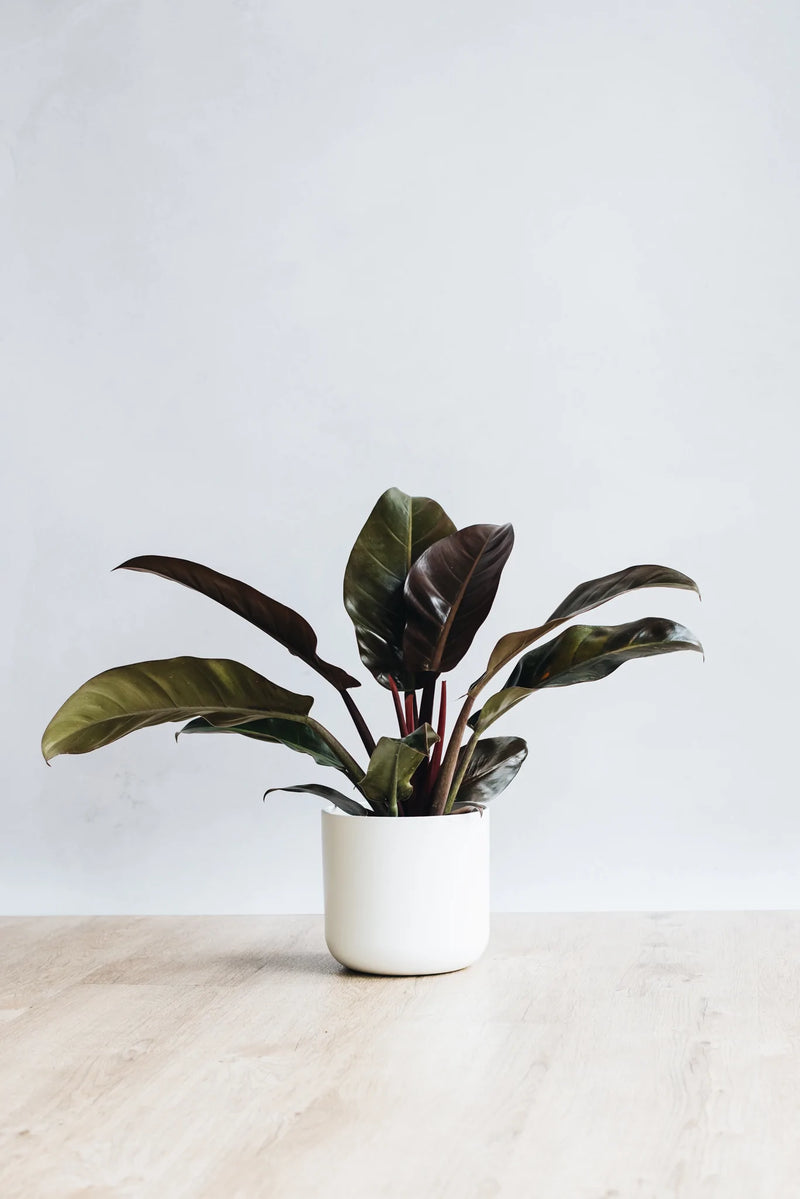 Philodendron Imperial Red sustainable houseplant