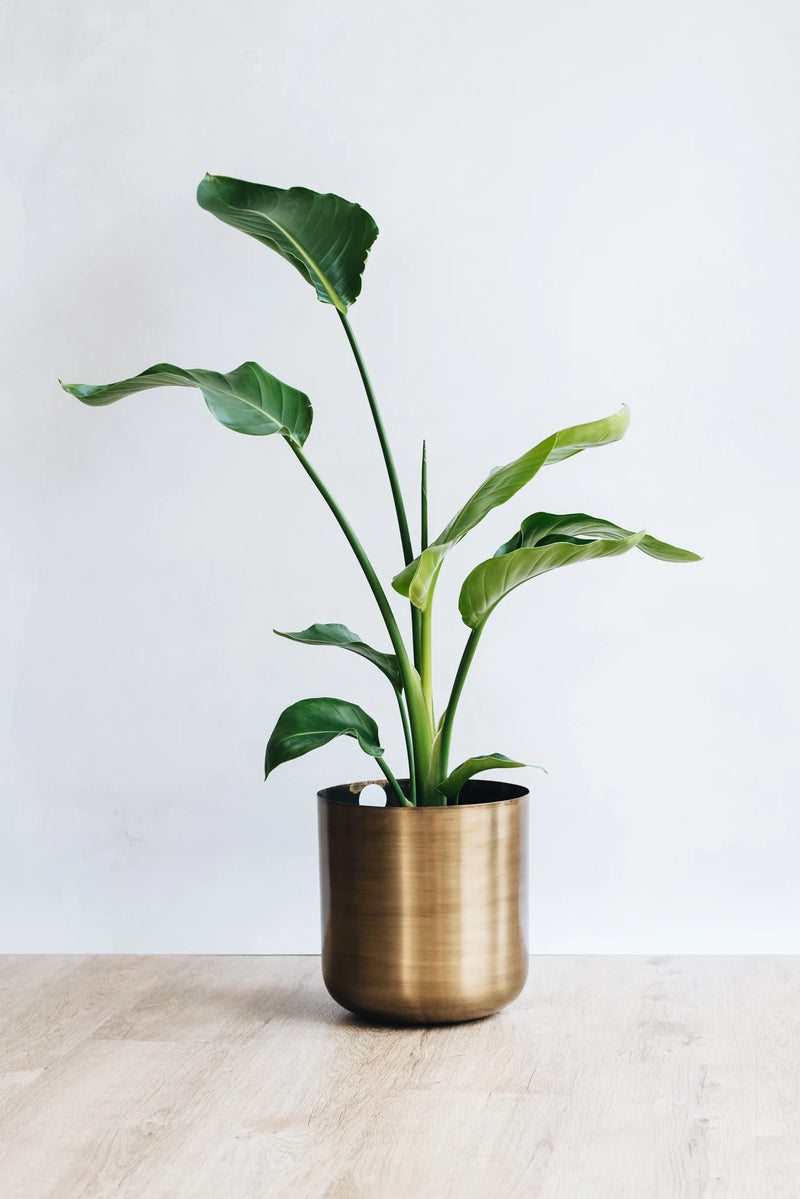Sustainably grown White Bird of Paradise potted houseplant