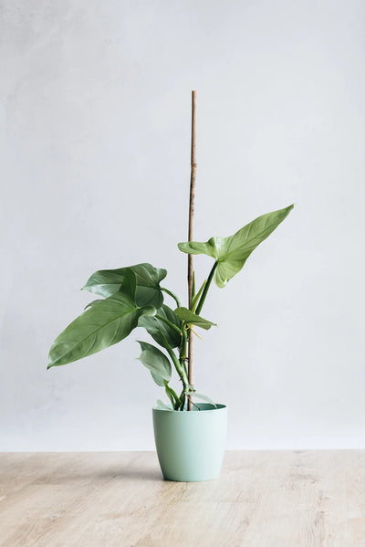Philodendron Silver Sword sustainable potted houseplant