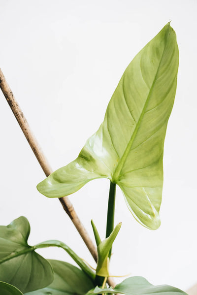 Philodendron Silver Sword houseplant closeup of leaves