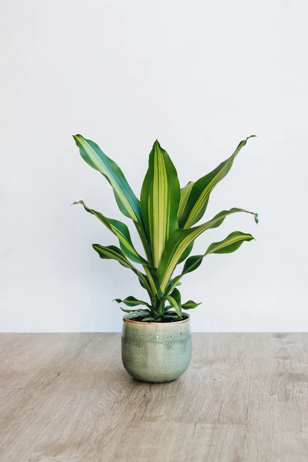 dracaena burley Dracaena Fragans Burley – Geb & Green
