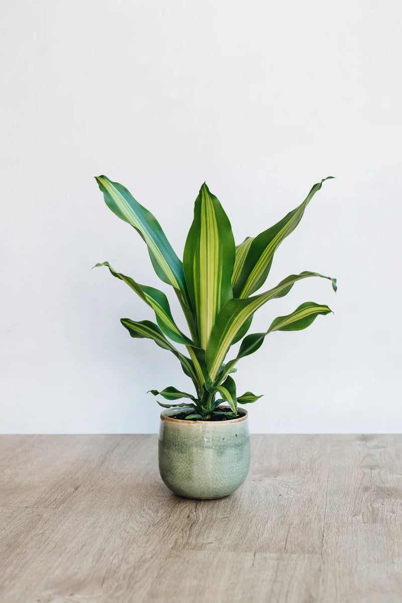 Dracaena Fragans Burley houseplant ideal for offices