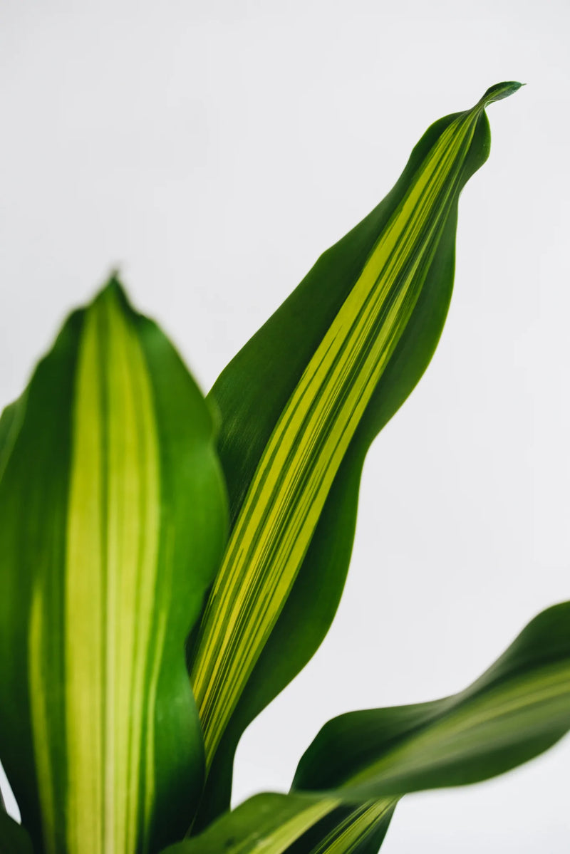 dracaena burley Dracaena Fragans Burley – Geb & Green
