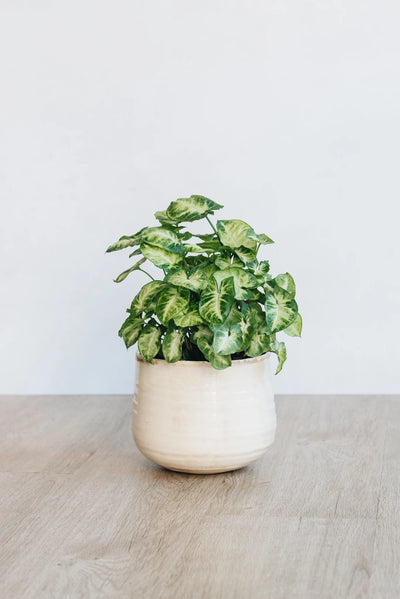 Syngonium Pixie houseplant in white pot