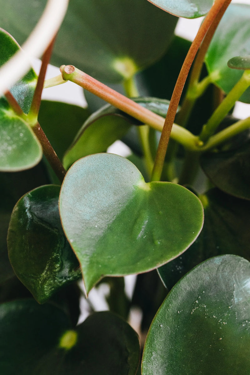 Peperomia Raindrop closeup of plant leaves