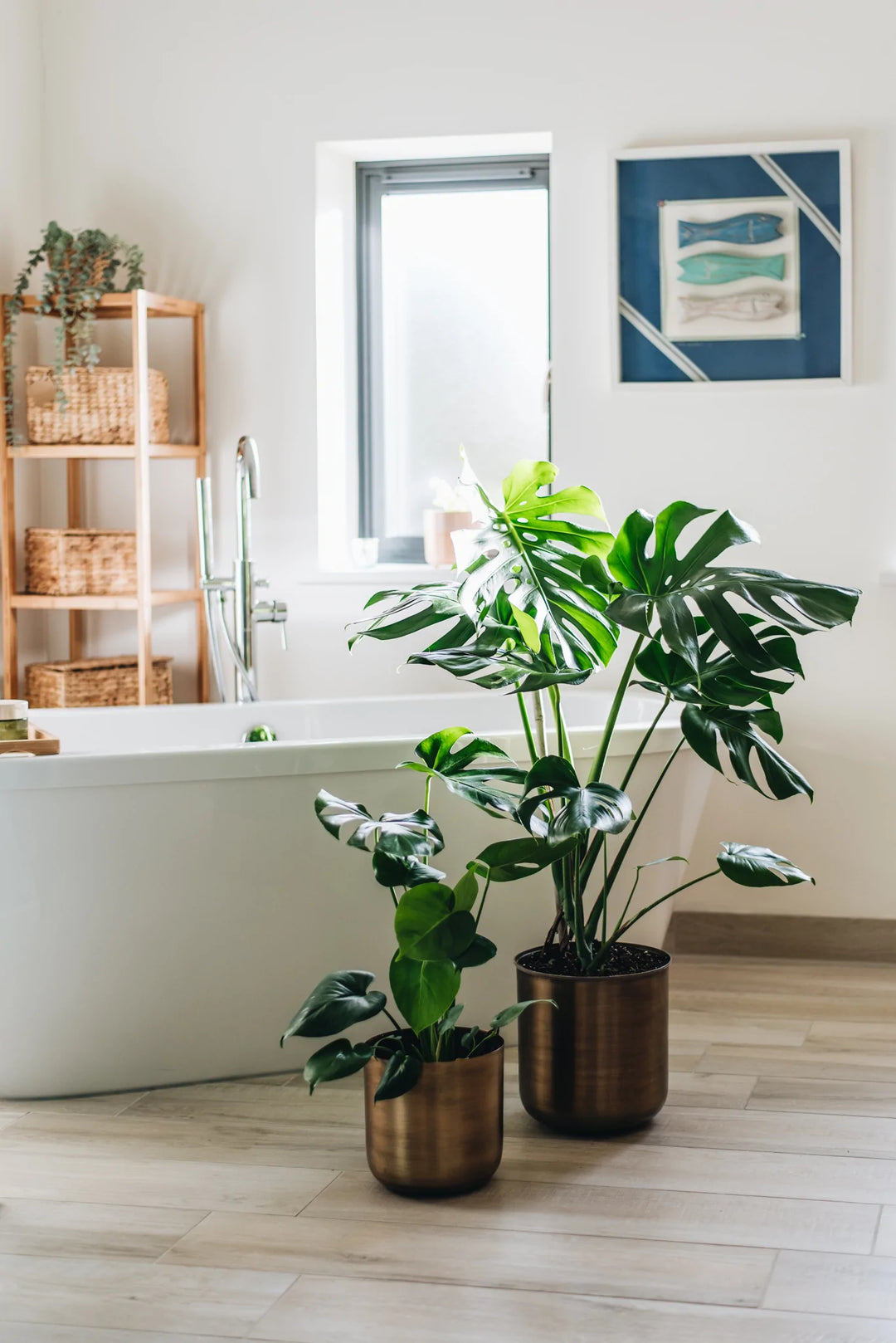 monstera deliciosa in bathroom Swiss Cheese Plant
