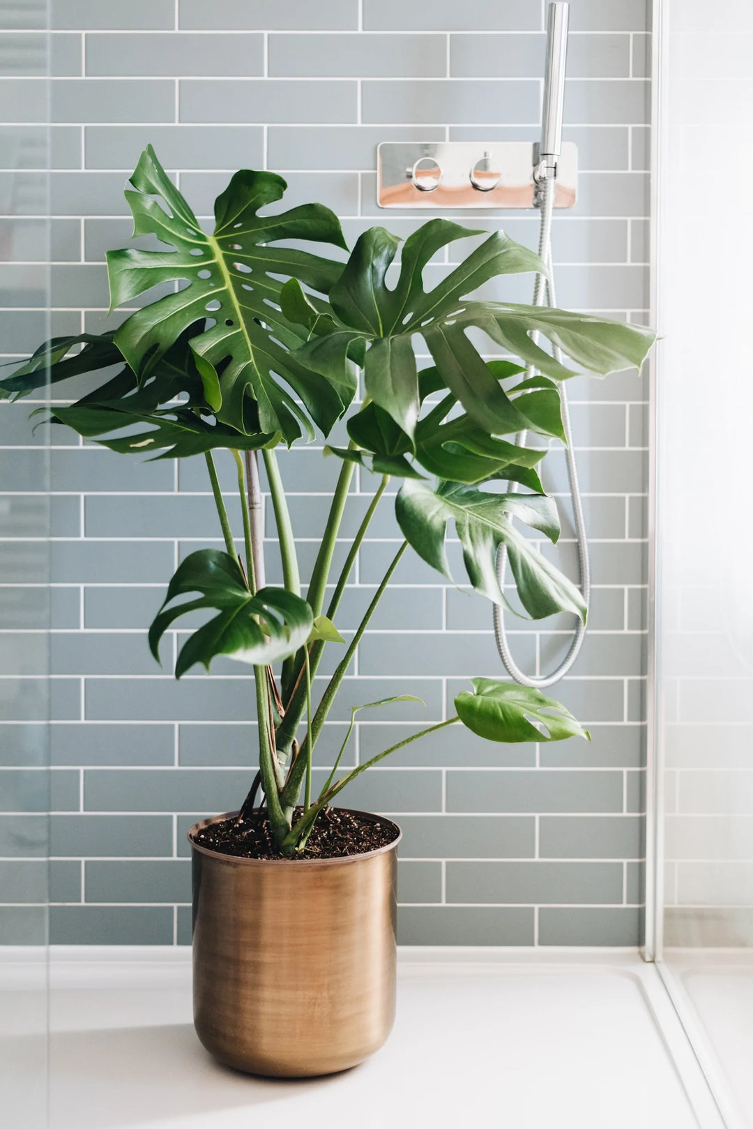monstera bathroom plant Swiss Cheese Plant