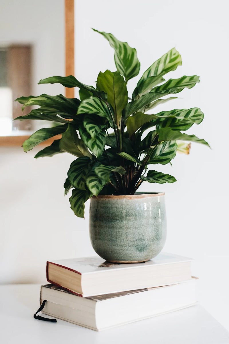 Calathea Freddie