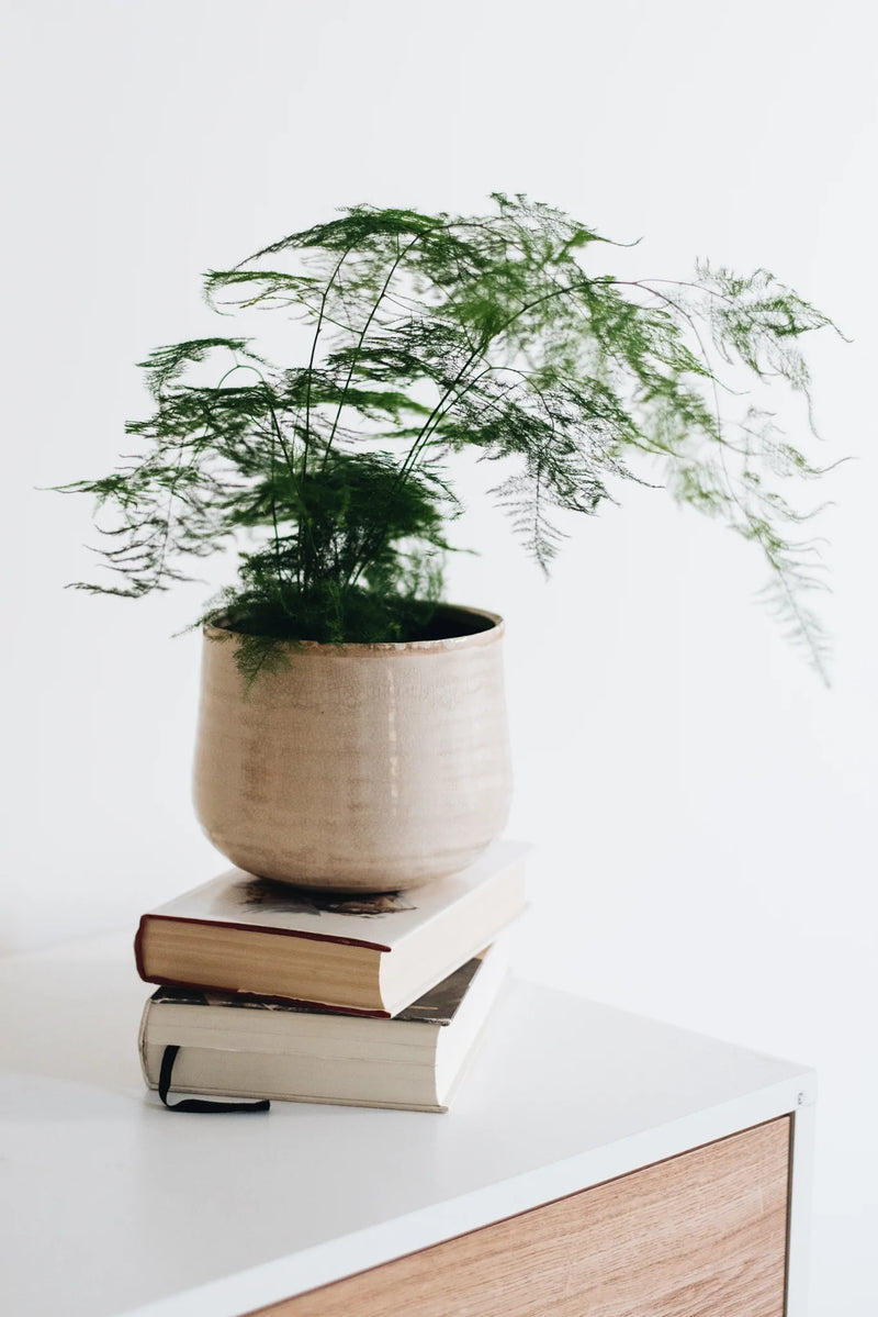 Lace Fern potted sustainable houseplant