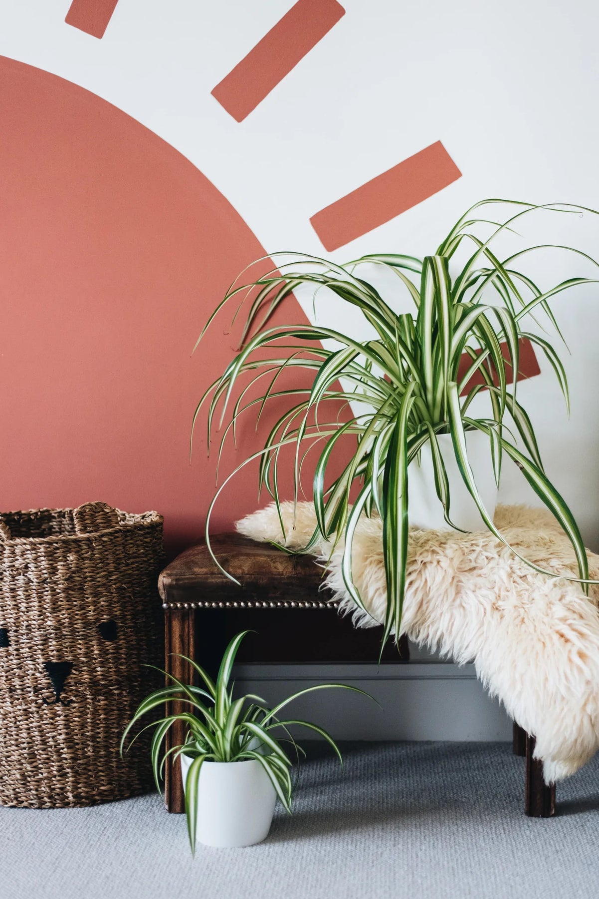 pink variegated spider plant Variegated Spider Plant