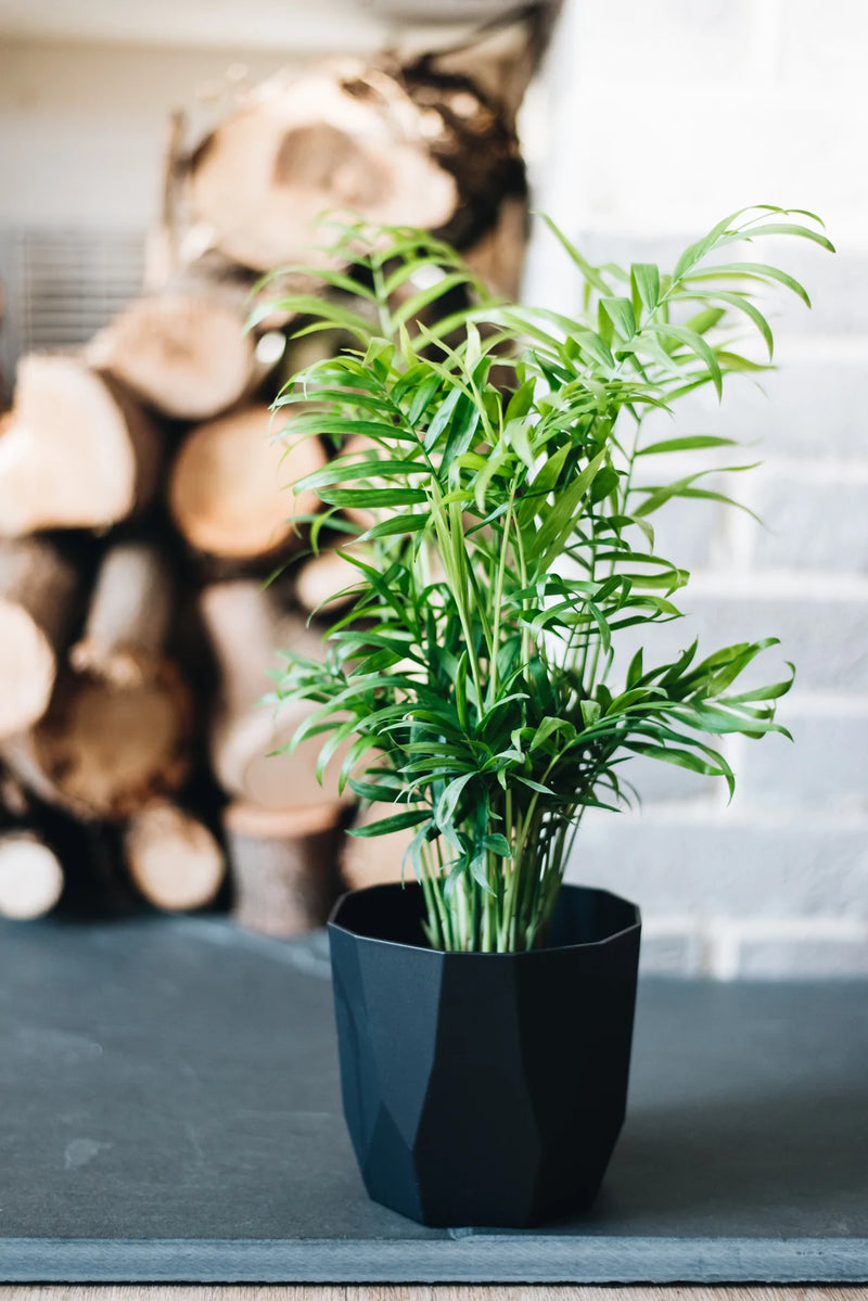 parlor palm uk Parlour Palm
