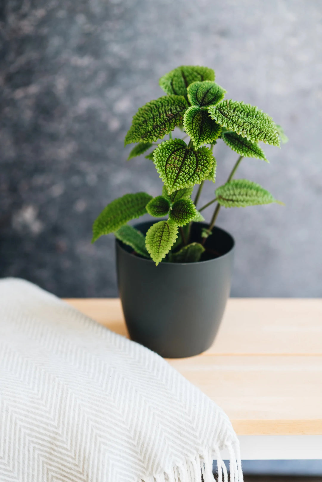 Pilea Moon Valley