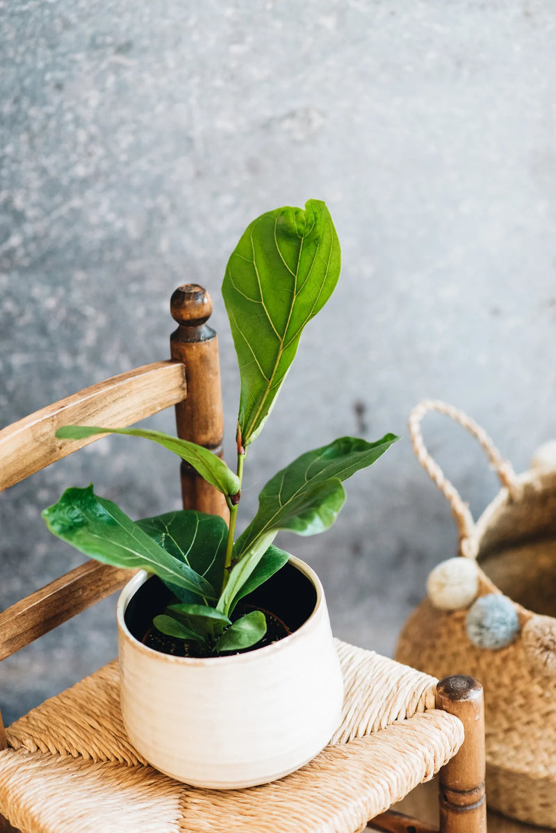 Fiddle Leaf Fig sustainable houseplant