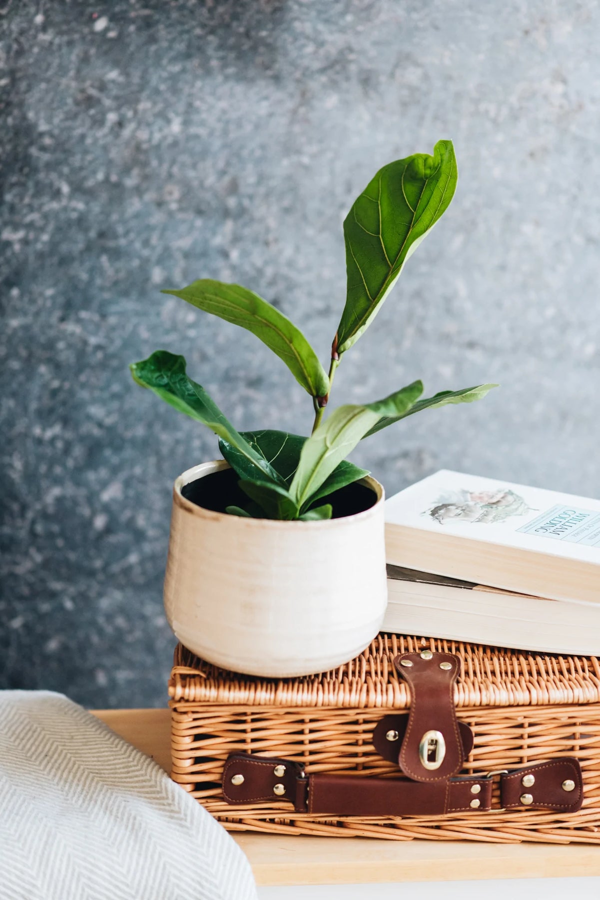 fiddle leaf fig plant uk Fiddle Leaf Fig