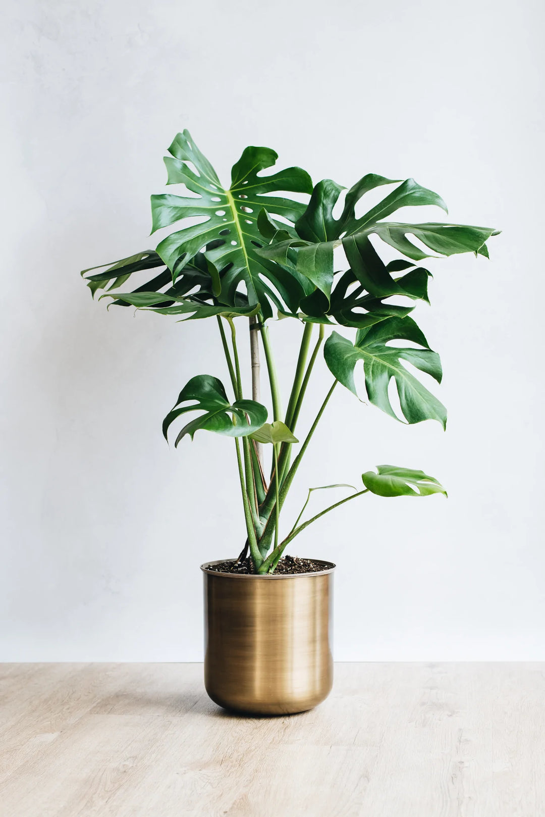 swiss cheese plant real Swiss Cheese Plant