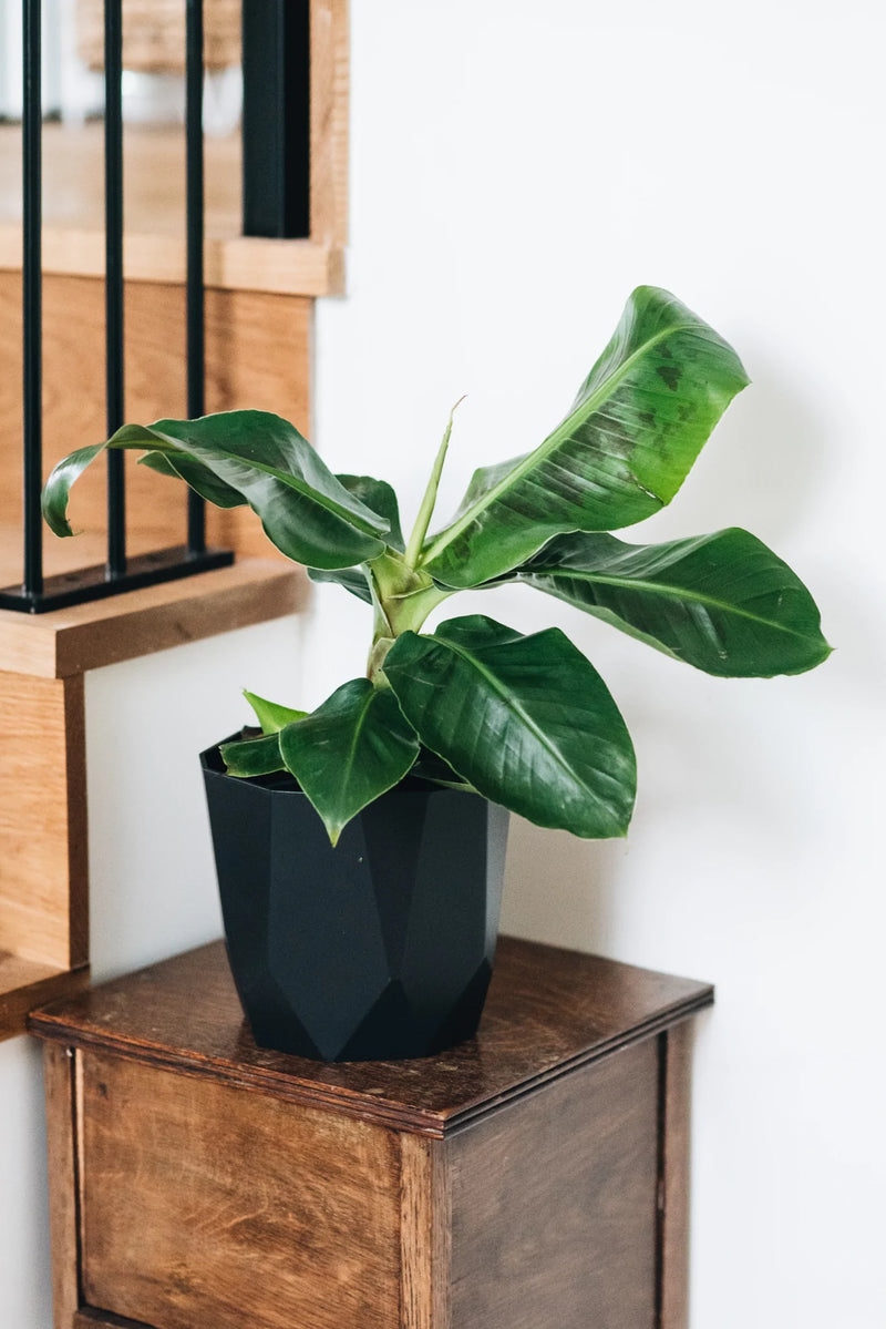 indoor banana plant uk Banana Plant