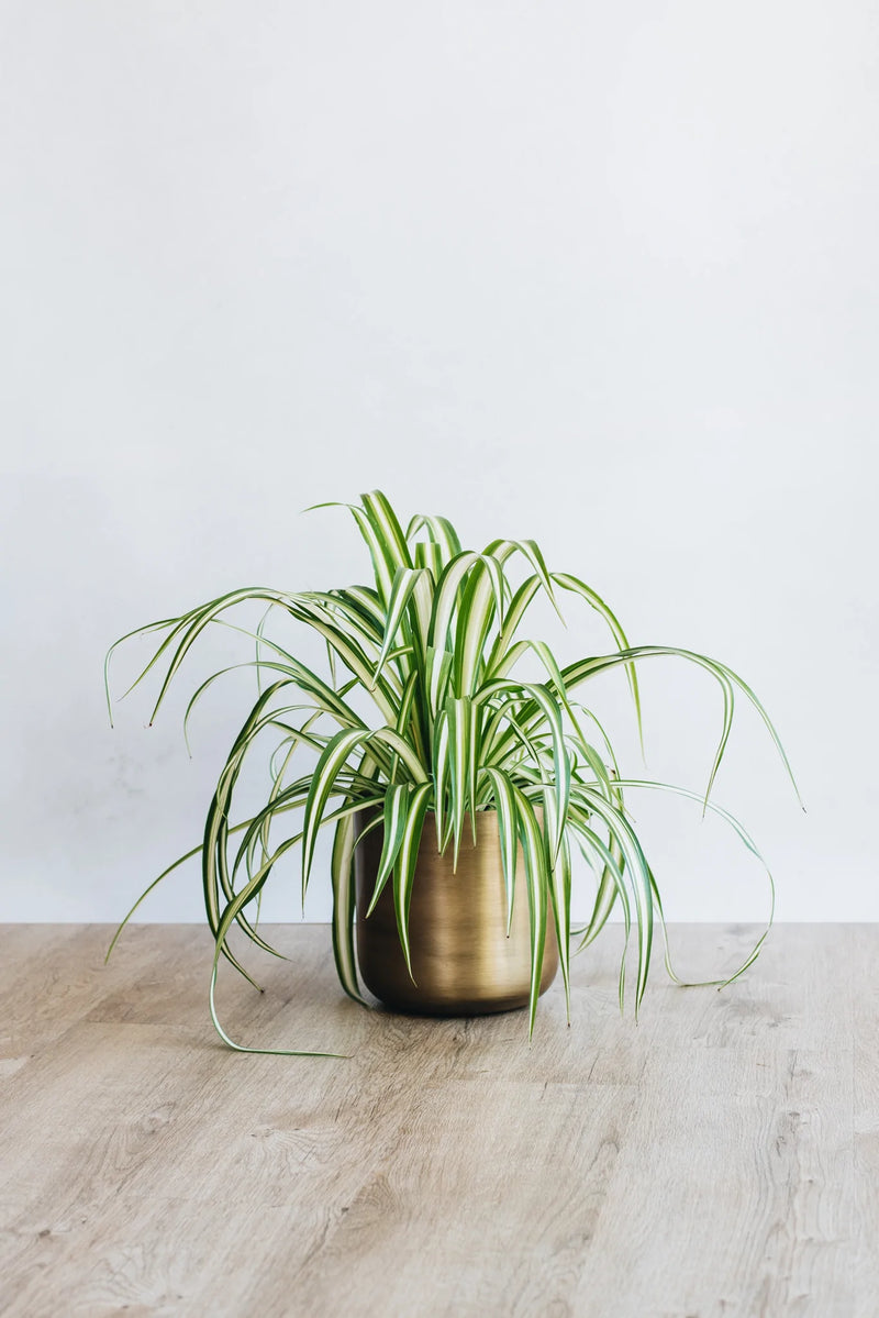 Sustainably grown Varigated Spider Plant