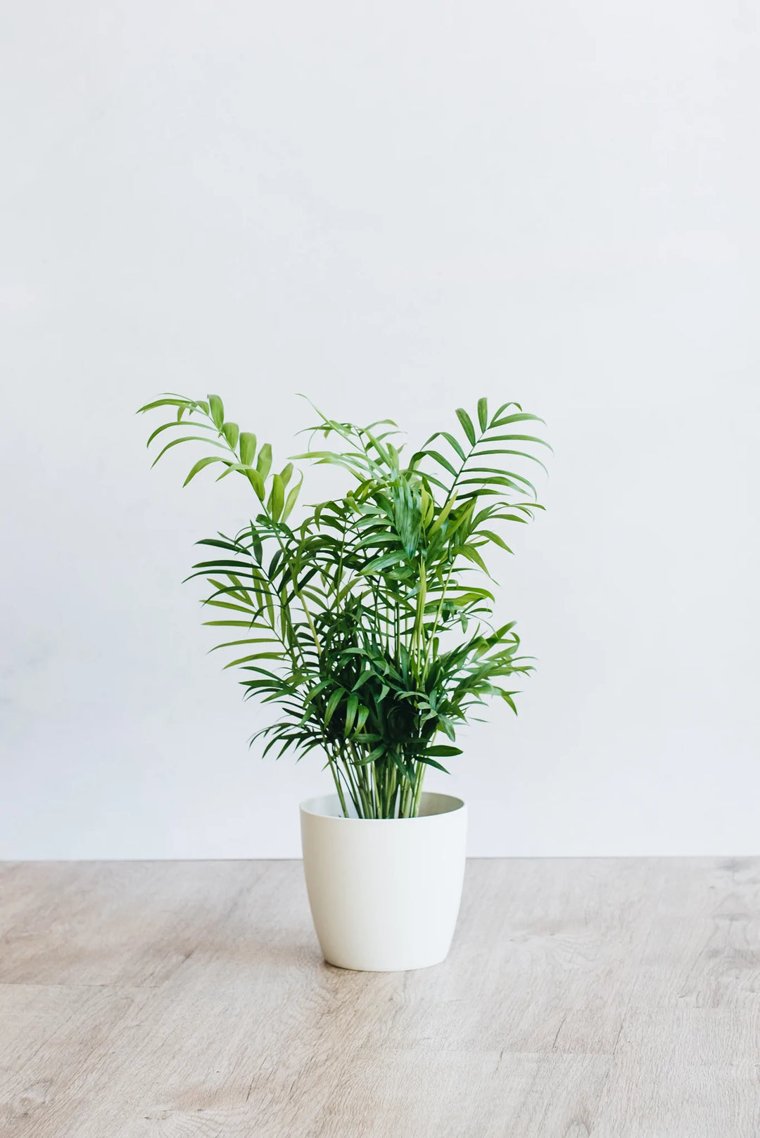 parlor palm uk Parlour Palm